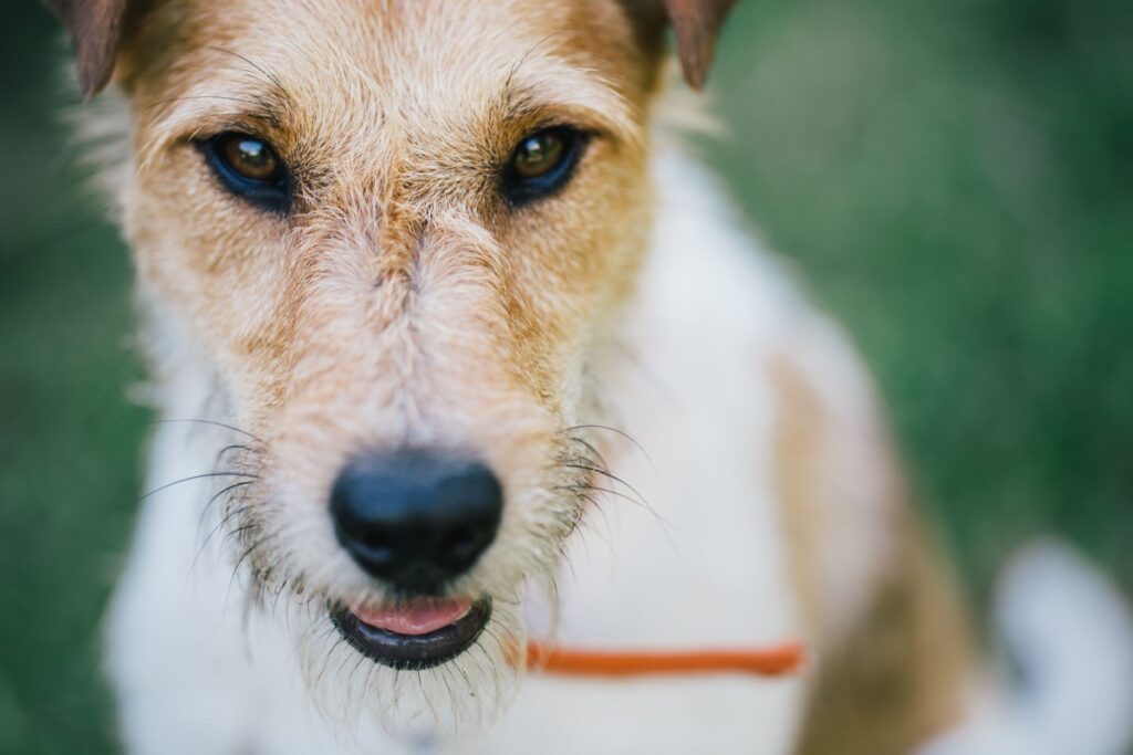 Fox Terrier a pelo ruvido: carattere, caratteristiche e consigli per la cura
