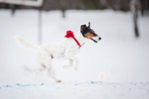 Fox Terrier a pelo ruvido: carattere, caratteristiche e consigli per la cura