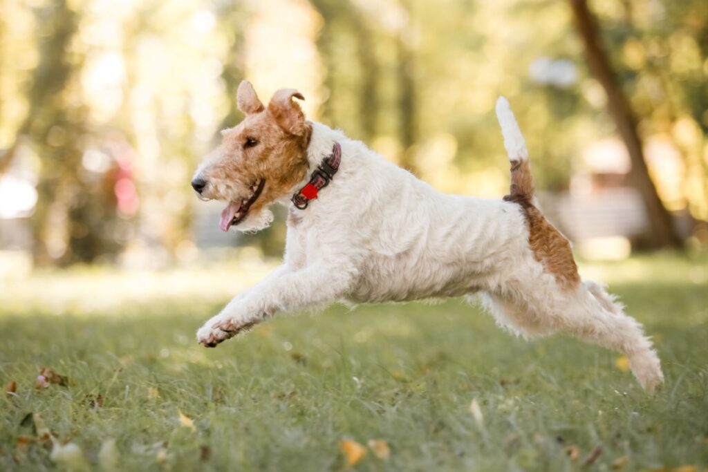 Fox Terrier a pelo ruvido: carattere, caratteristiche e consigli per la cura