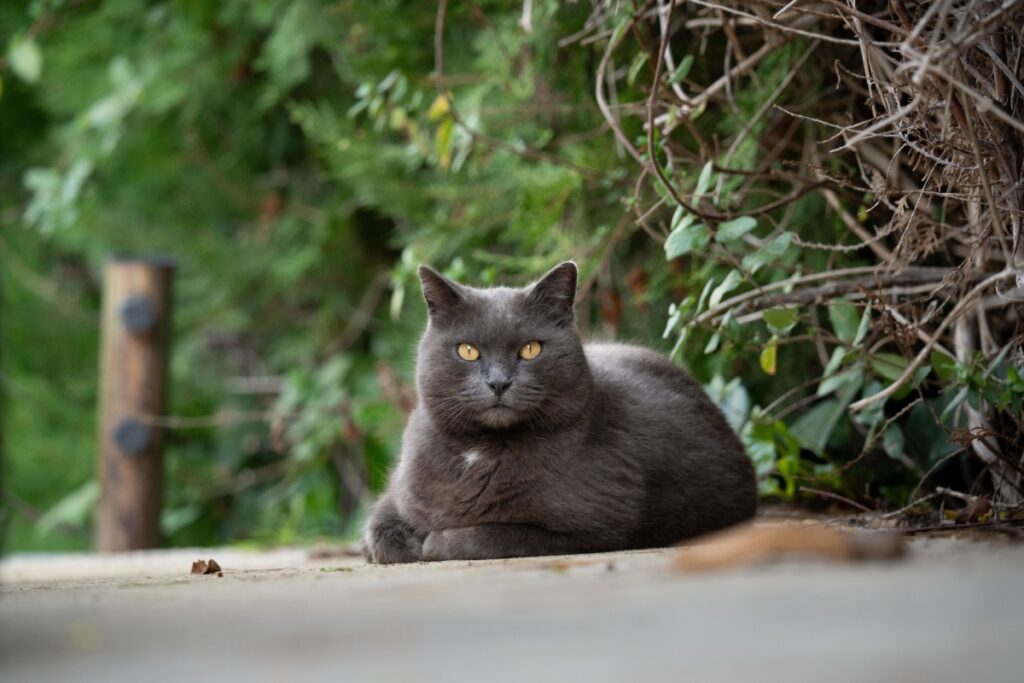 Gatto Certosino: caratteristiche, carattere e curiosità di una razza unica Gatto Certosino: caratteristiche, carattere e curiosità di una razza unica