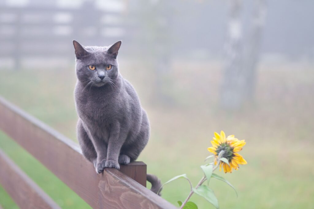 Gatto Certosino: caratteristiche, carattere e curiosità di una razza unica Gatto Certosino: caratteristiche, carattere e curiosità di una razza unica