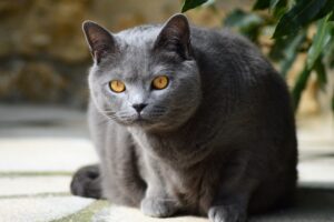 Gatto Certosino: caratteristiche, carattere e curiosità di una razza unica