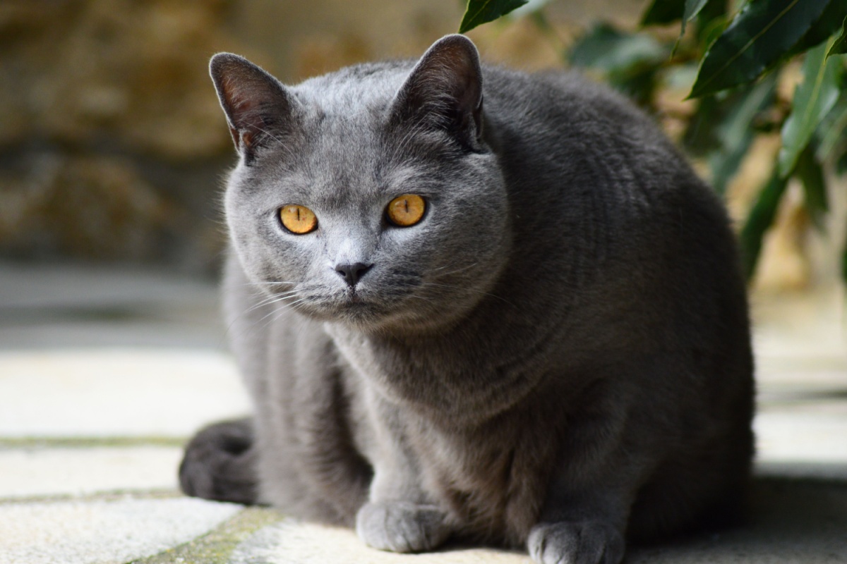 Gatto Certosino: caratteristiche, carattere e curiosità di una razza unica Gatto Certosino: caratteristiche, carattere e curiosità di una razza unica
