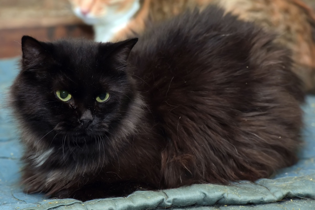Gatto Chantilly-Tiffany: origini, caratteristiche e cure Gatto Chantilly-Tiffany: origini, caratteristiche e cure