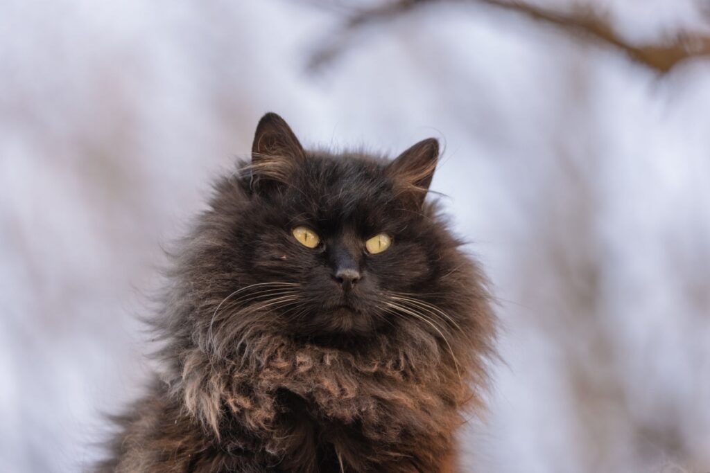 Gatto Chantilly-Tiffany: origini, caratteristiche e cure Gatto Chantilly-Tiffany: origini, caratteristiche e cure