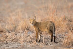 Gatto Chausie: l’eleganza selvaggia che conquista il cuore