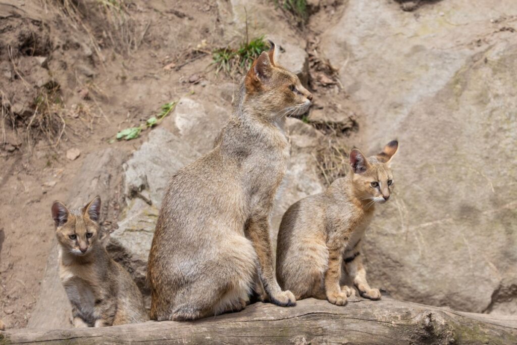 Gatto Chausie: l’eleganza selvaggia che conquista il cuore Gatto Chausie: l’eleganza selvaggia che conquista il cuore