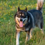 Gerberian Shepsky: caratteristiche, carattere e consigli per prendersene cura