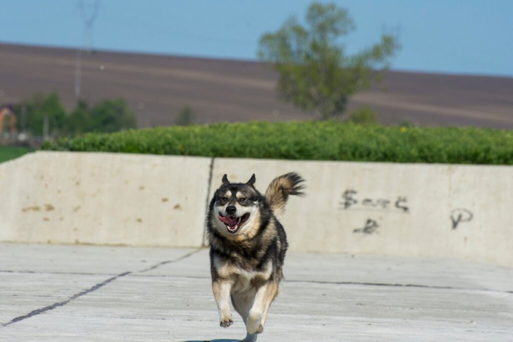 Gerberian Shepsky: caratteristiche, carattere e consigli per prendersene cura