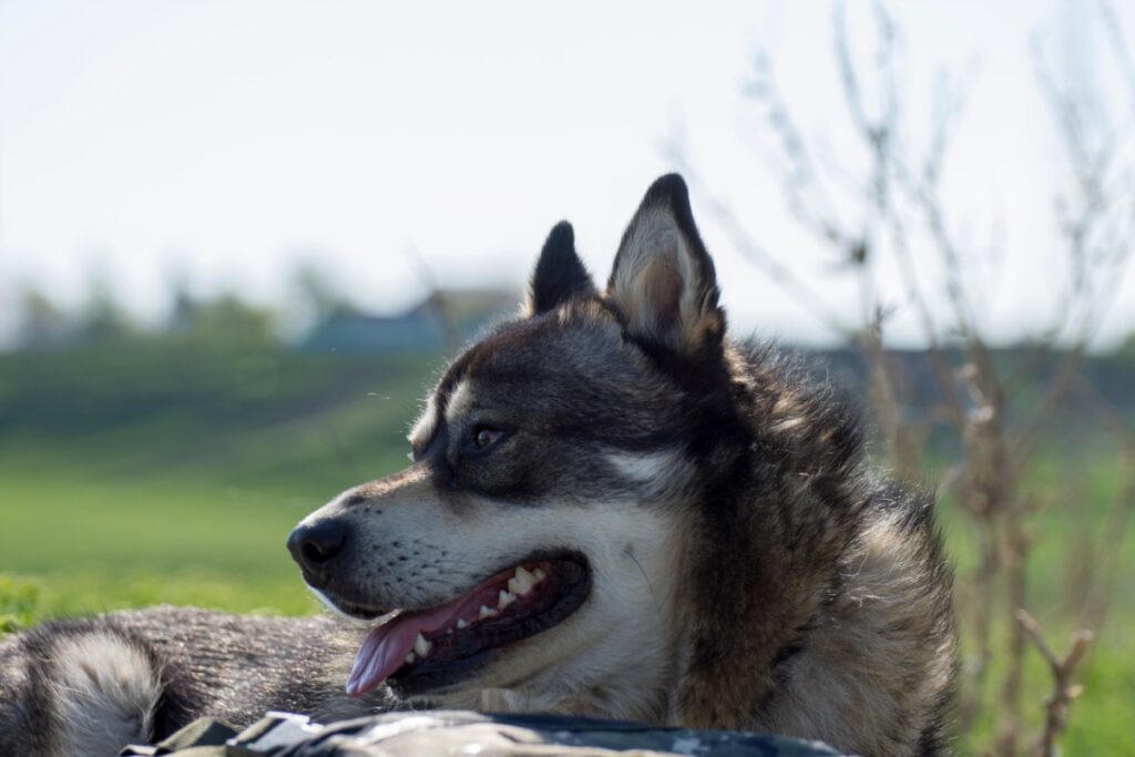 Gerberian Shepsky: caratteristiche, carattere e consigli per prendersene cura