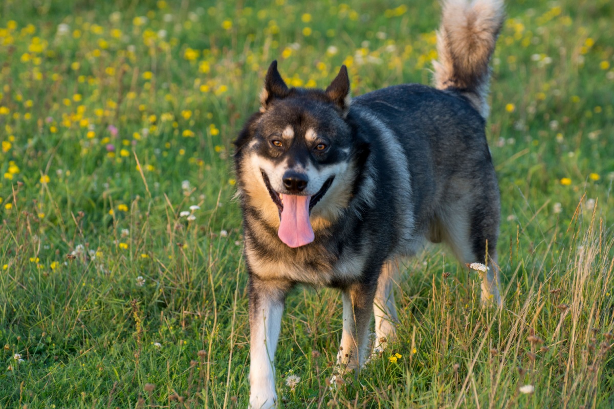 Gerberian Shepsky: caratteristiche, carattere e consigli per prendersene cura