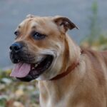 Mastino di Maiorca (Ca de Bou)