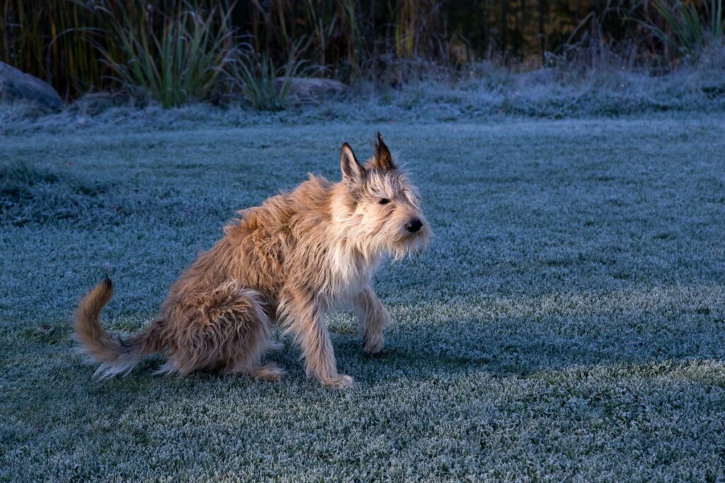 Il cane da pastore della Piccardia