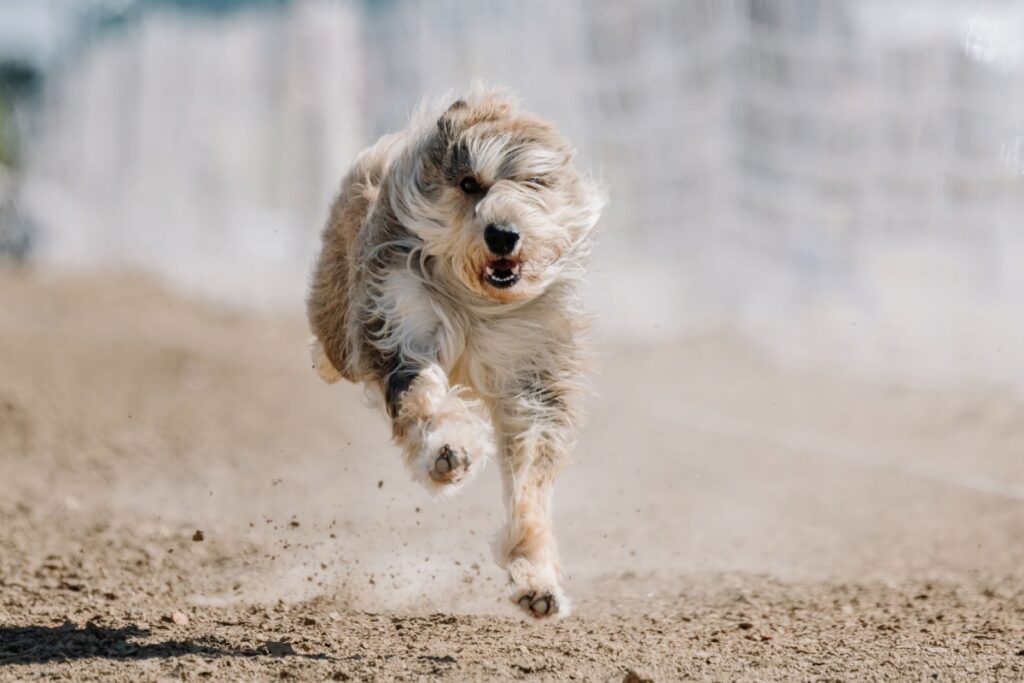 Il cane da pastore della Piccardia