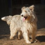 Il cane da pastore della Piccardia