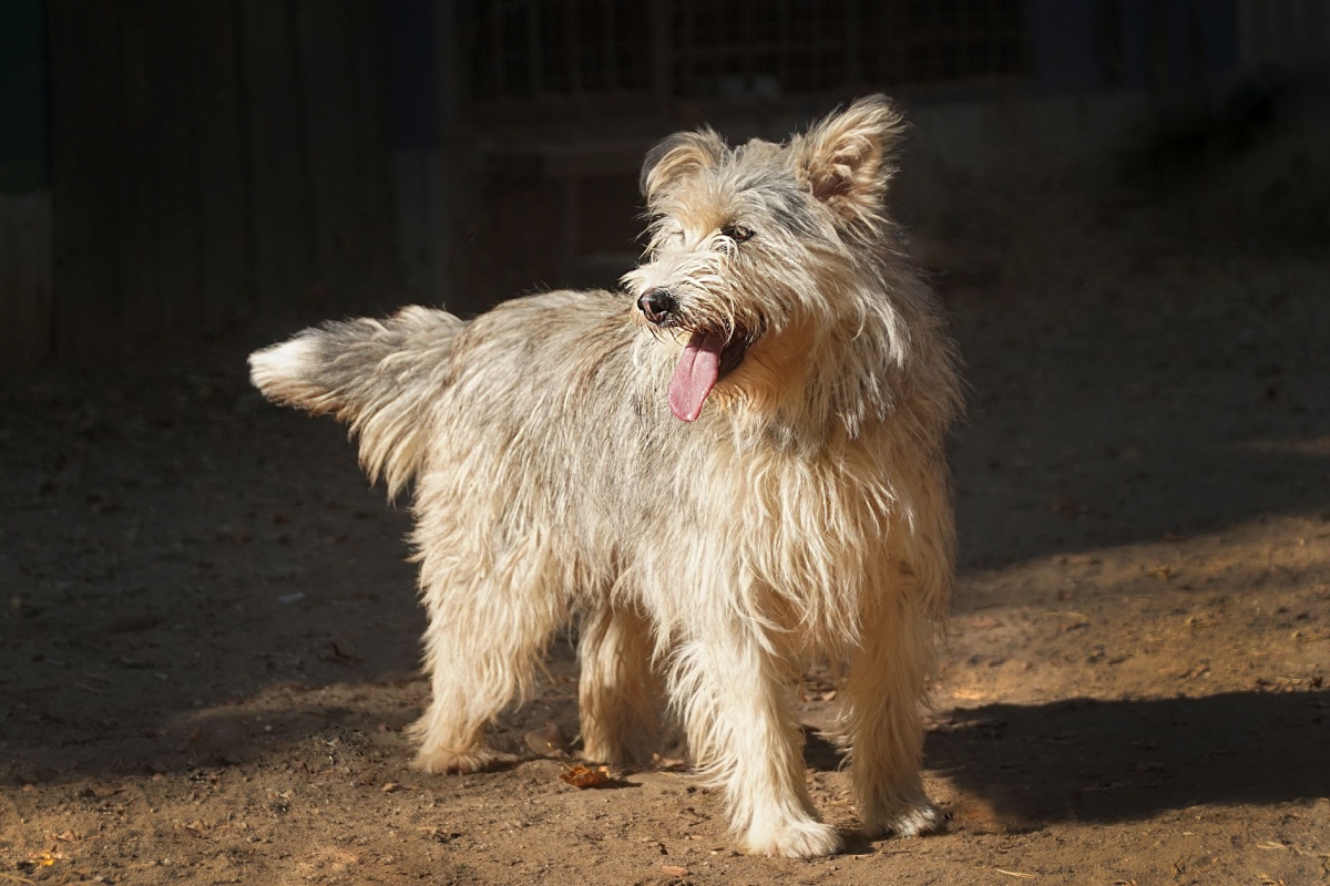 Il cane da pastore della Piccardia