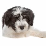 Cane da pastore polacco di Vallée