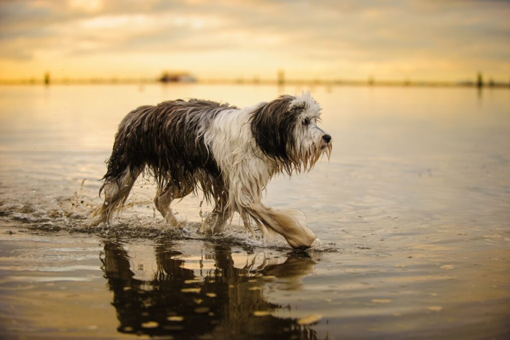 Galleria foto 'Cane da pastore polacco di Vallée' - foto 2
