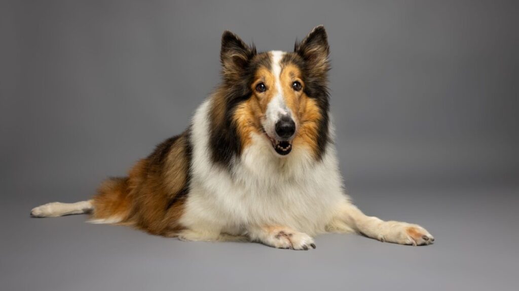 Galleria foto 'Cane da Pastore Scozzese a Pelo Lungo (Rough Collie)' - foto 3