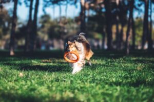Cane da Pastore Scozzese a Pelo Lungo (Rough Collie)
