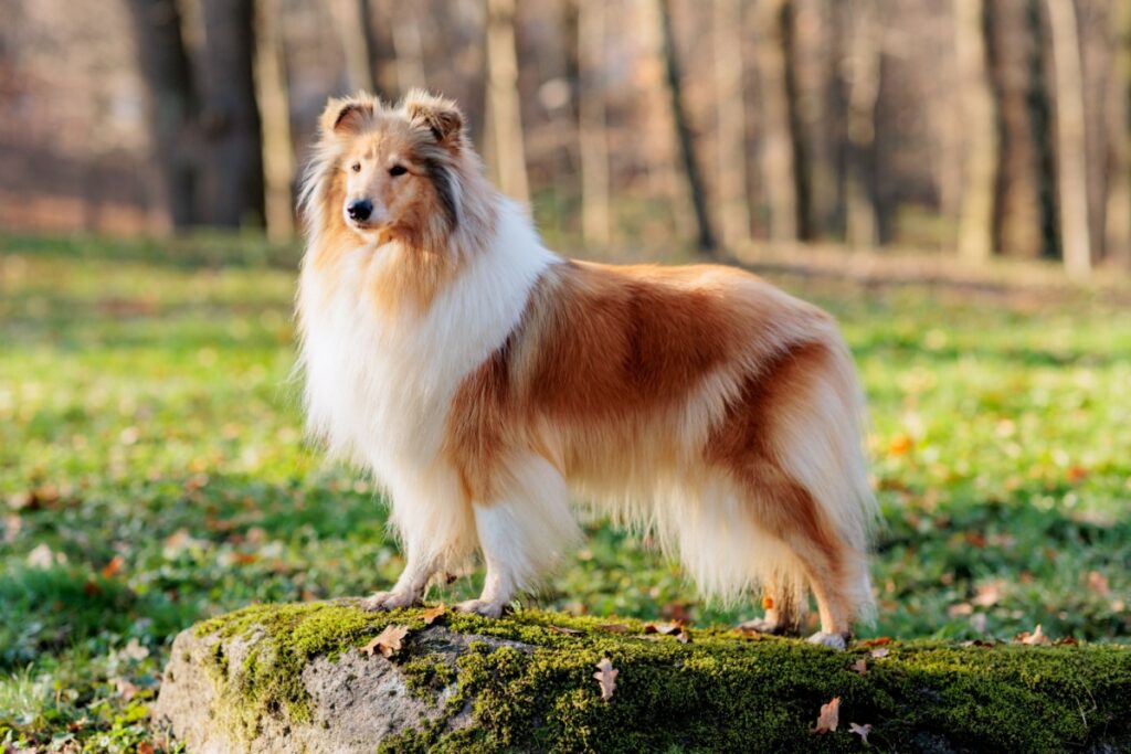 Cane da Pastore Scozzese a Pelo Lungo (Rough Collie)