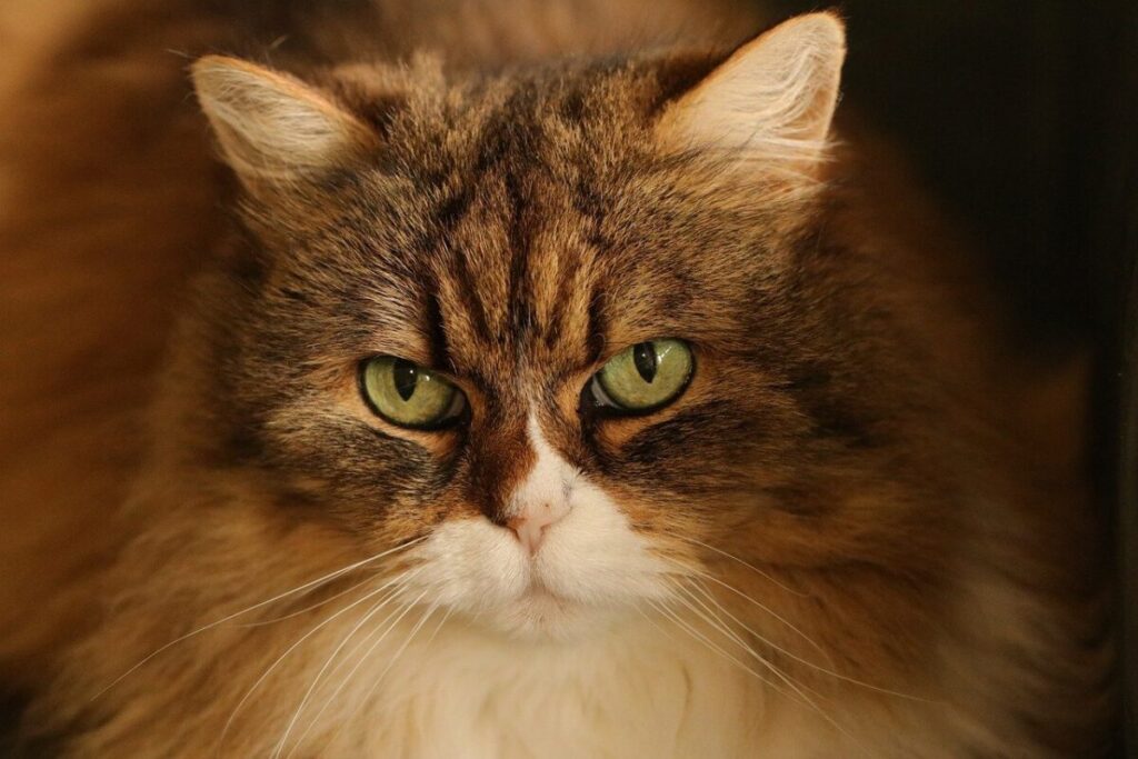 Gatto Kohana: origine, caratteristiche, carattere e cure del raro gatto nudo hawaiano Gatto Kohana: origine, caratteristiche, carattere e cure del raro gatto nudo hawaiano