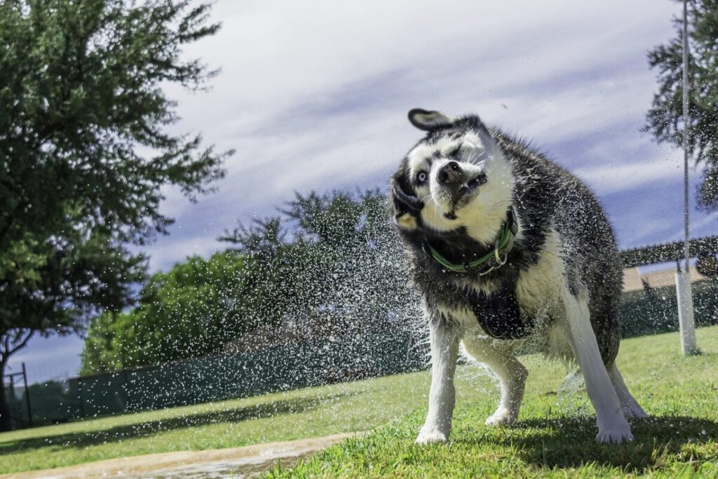 Labsky o Huskador: caratteristiche, carattere e cure dell’incrocio tra Husky e Labrador Labsky o Huskador: caratteristiche, carattere e cure dell’incrocio tra Husky e Labrador