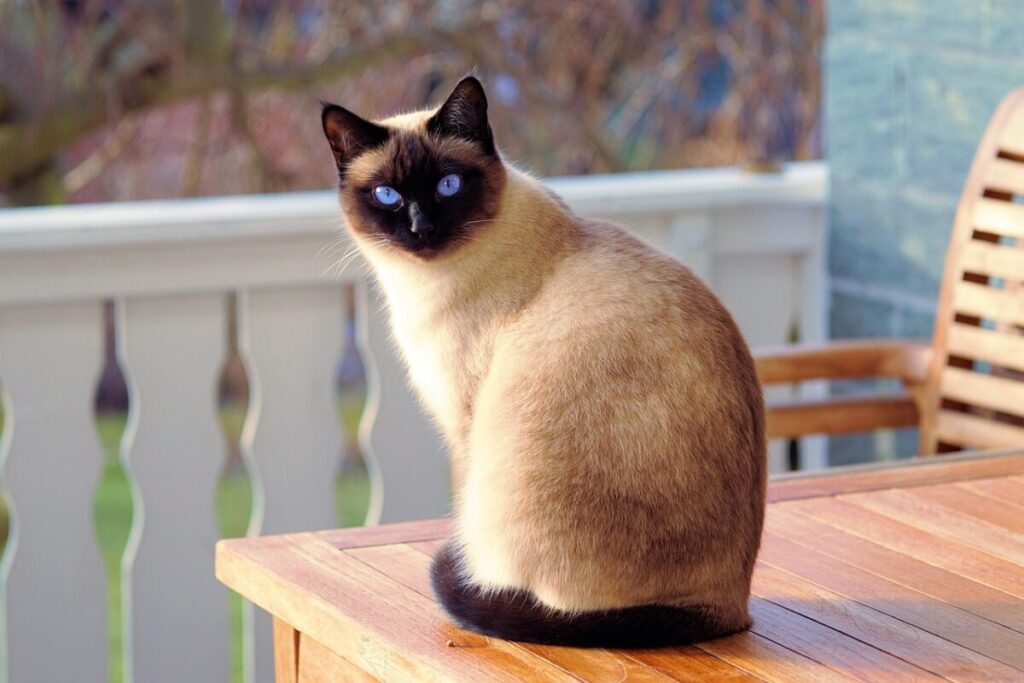 Gatto Kohana: origine, caratteristiche, carattere e cure del raro gatto nudo hawaiano Gatto Kohana: origine, caratteristiche, carattere e cure del raro gatto nudo hawaiano
