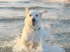 Kuvasz: caratteristiche, carattere, educazione e cure del cane ungherese