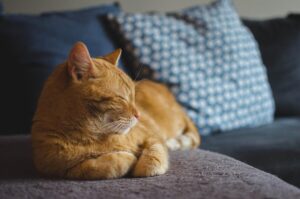 Gatto Kohana: origine, caratteristiche, carattere e cure del raro gatto nudo hawaiano