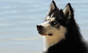 Labsky o Huskador: caratteristiche, carattere e cure dell’incrocio tra Husky e Labrador