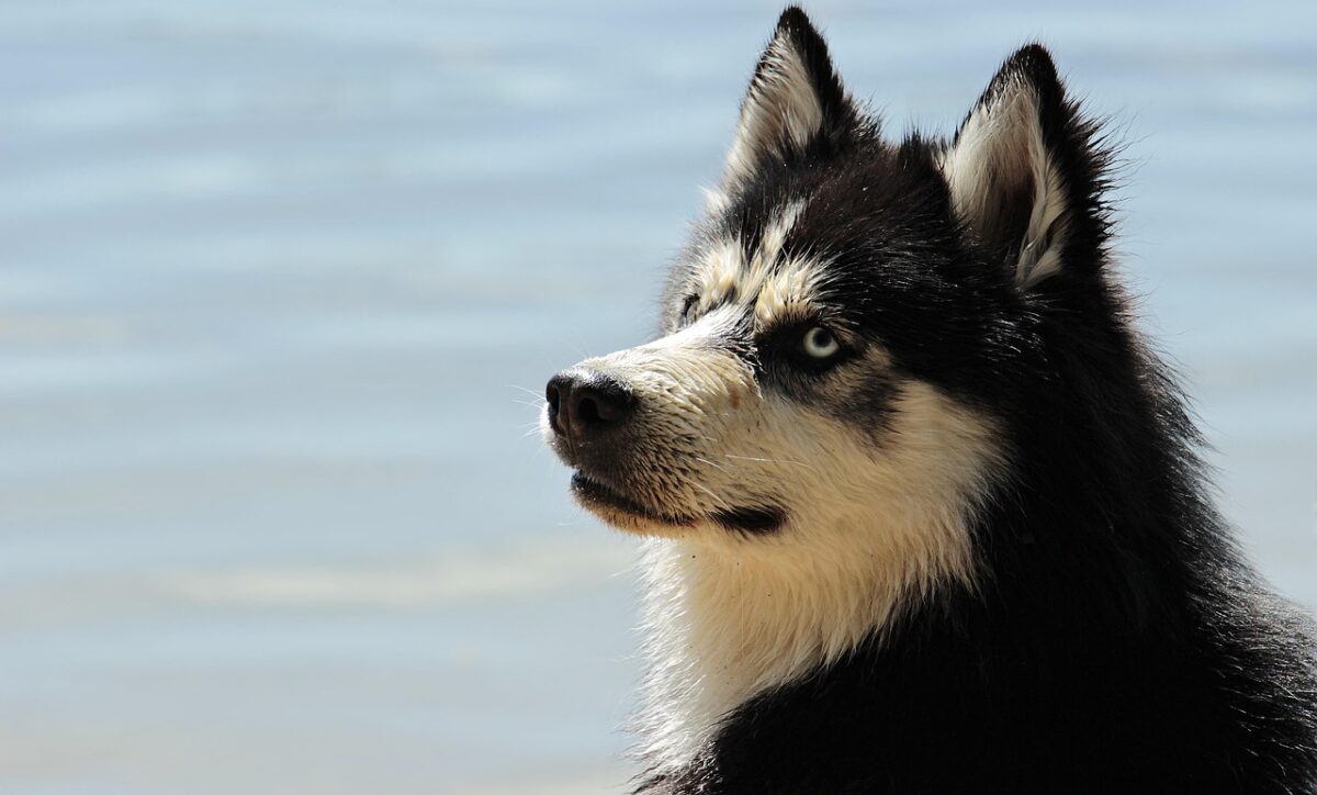 Labsky o Huskador: caratteristiche, carattere e cure dell’incrocio tra Husky e Labrador Labsky o Huskador: caratteristiche, carattere e cure dell’incrocio tra Husky e Labrador