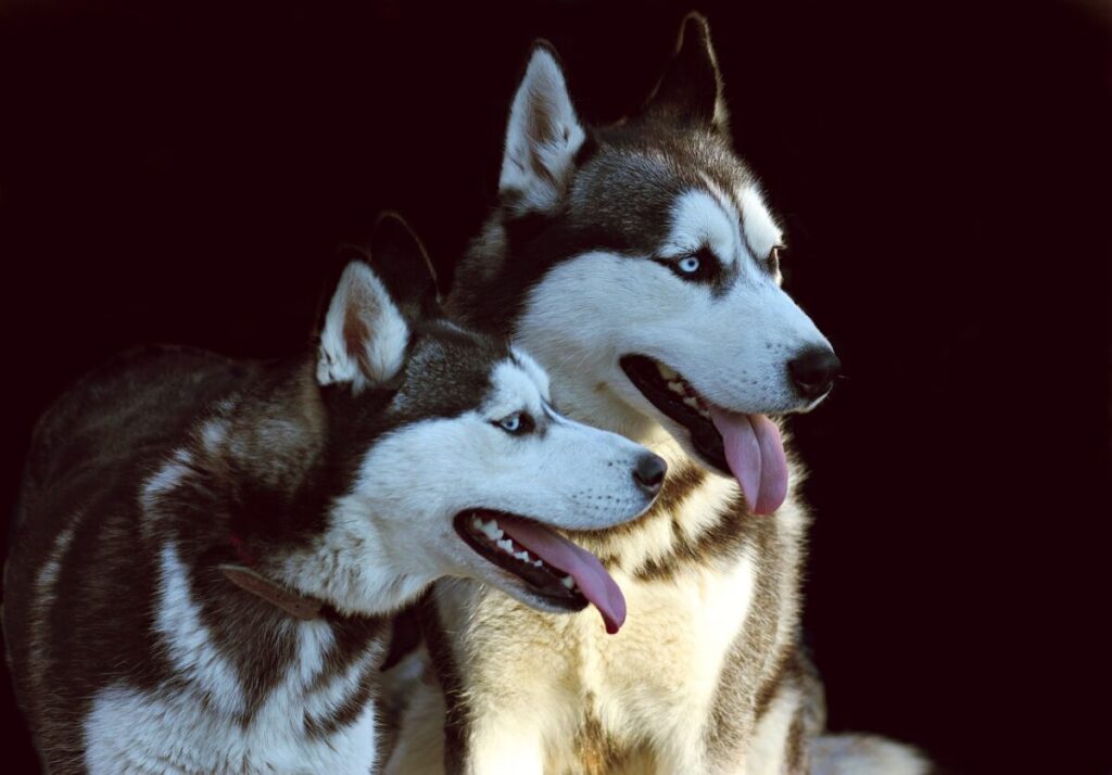 Labsky o Huskador: caratteristiche, carattere e cure dell’incrocio tra Husky e Labrador Labsky o Huskador: caratteristiche, carattere e cure dell’incrocio tra Husky e Labrador