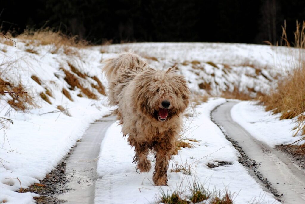 Komondor: caratteristiche, carattere e cura del cane da pastore ungherese Komondor: caratteristiche, carattere e cura del cane da pastore ungherese
