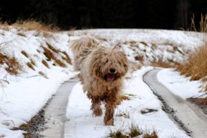 Komondor: caratteristiche, carattere e cura del cane da pastore ungherese