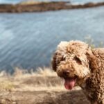 Lagotto Romagnolo: caratteristiche, carattere e cura del cane da tartufo italiano