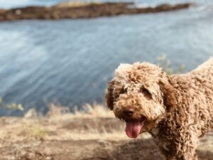 Lagotto Romagnolo: caratteristiche, carattere e cura del cane da tartufo italiano