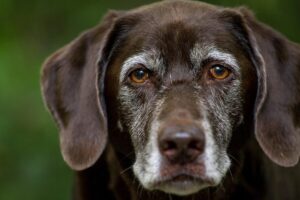 Labrador Retriever: caratteristiche, carattere e come prendersene cura