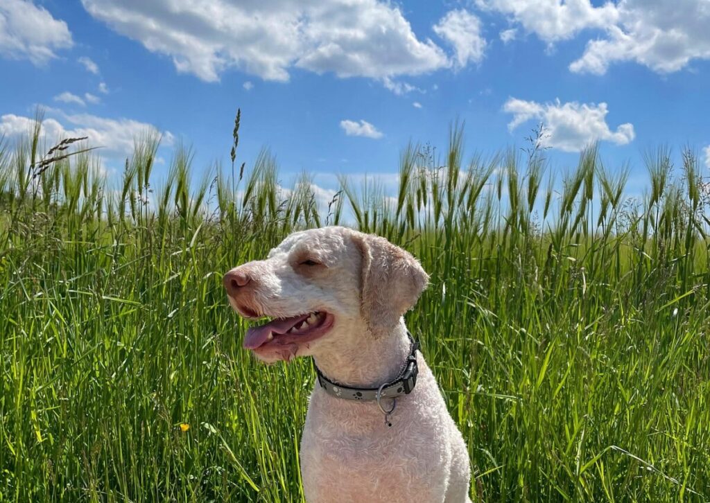 Lagotto Romagnolo: caratteristiche, carattere e cura del cane da tartufo italiano Lagotto Romagnolo: caratteristiche, carattere e cura del cane da tartufo italiano