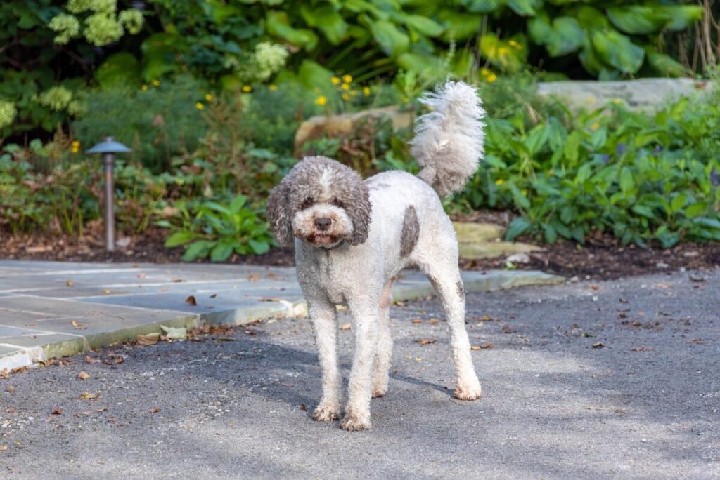 Lagotto Romagnolo: caratteristiche, carattere e cura del cane da tartufo italiano Lagotto Romagnolo: caratteristiche, carattere e cura del cane da tartufo italiano