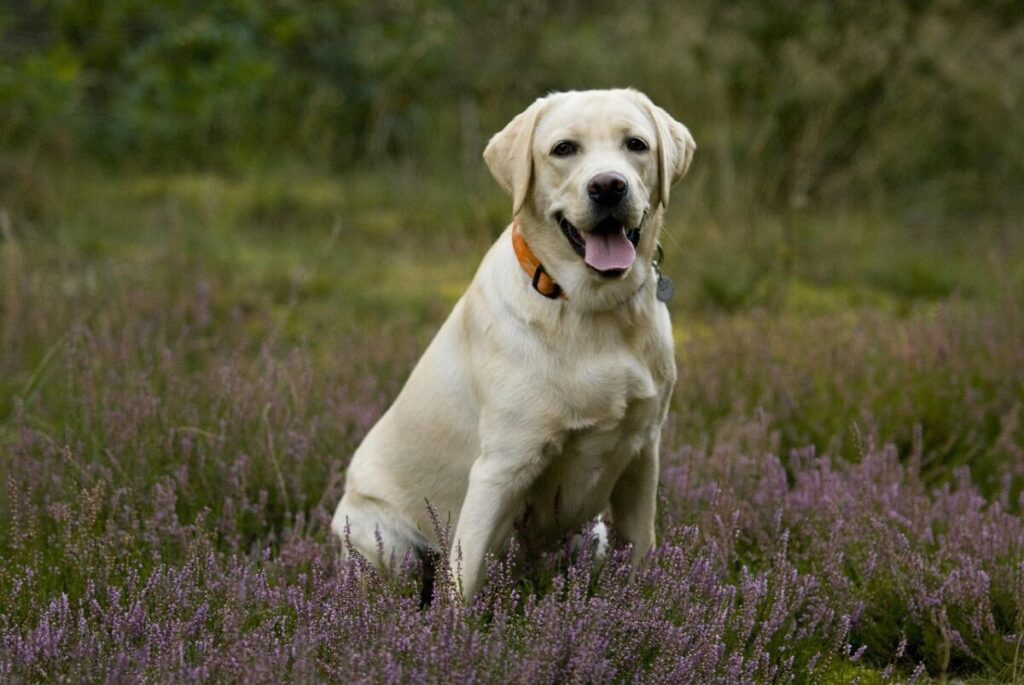 Labrador Retriever: caratteristiche, carattere e come prendersene cura Labrador Retriever: caratteristiche, carattere e come prendersene cura