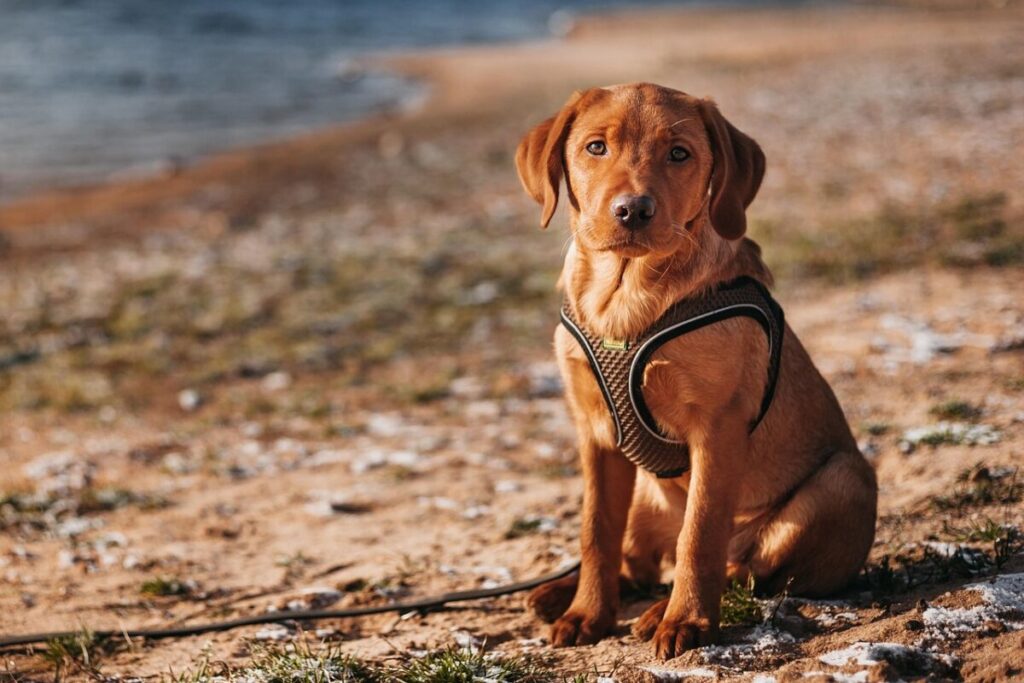 Labrador Retriever: caratteristiche, carattere e come prendersene cura Labrador Retriever: caratteristiche, carattere e come prendersene cura