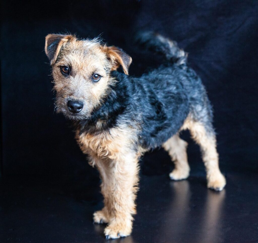 Lakeland Terrier: origine, caratteristiche e carattere di un terrier vivace e coraggioso Lakeland Terrier: origine, caratteristiche e carattere di un terrier vivace e coraggioso