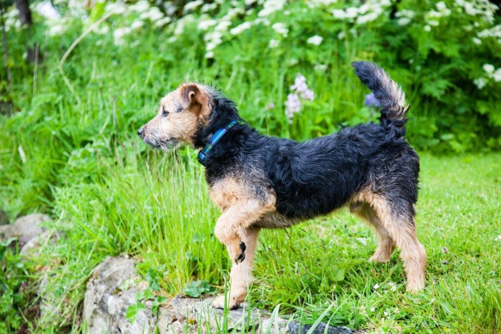 Lakeland Terrier: origine, caratteristiche e carattere di un terrier vivace e coraggioso Lakeland Terrier: origine, caratteristiche e carattere di un terrier vivace e coraggioso