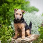 Lakeland Terrier: origine, caratteristiche e carattere di un terrier vivace e coraggioso
