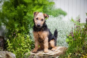 Lakeland Terrier: origine, caratteristiche e carattere di un terrier vivace e coraggioso