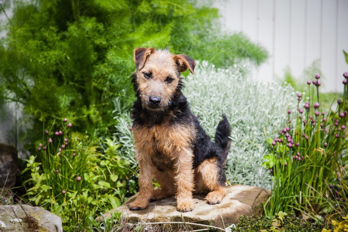Lakeland Terrier: origine, caratteristiche e carattere di un terrier vivace e coraggioso Lakeland Terrier: origine, caratteristiche e carattere di un terrier vivace e coraggioso