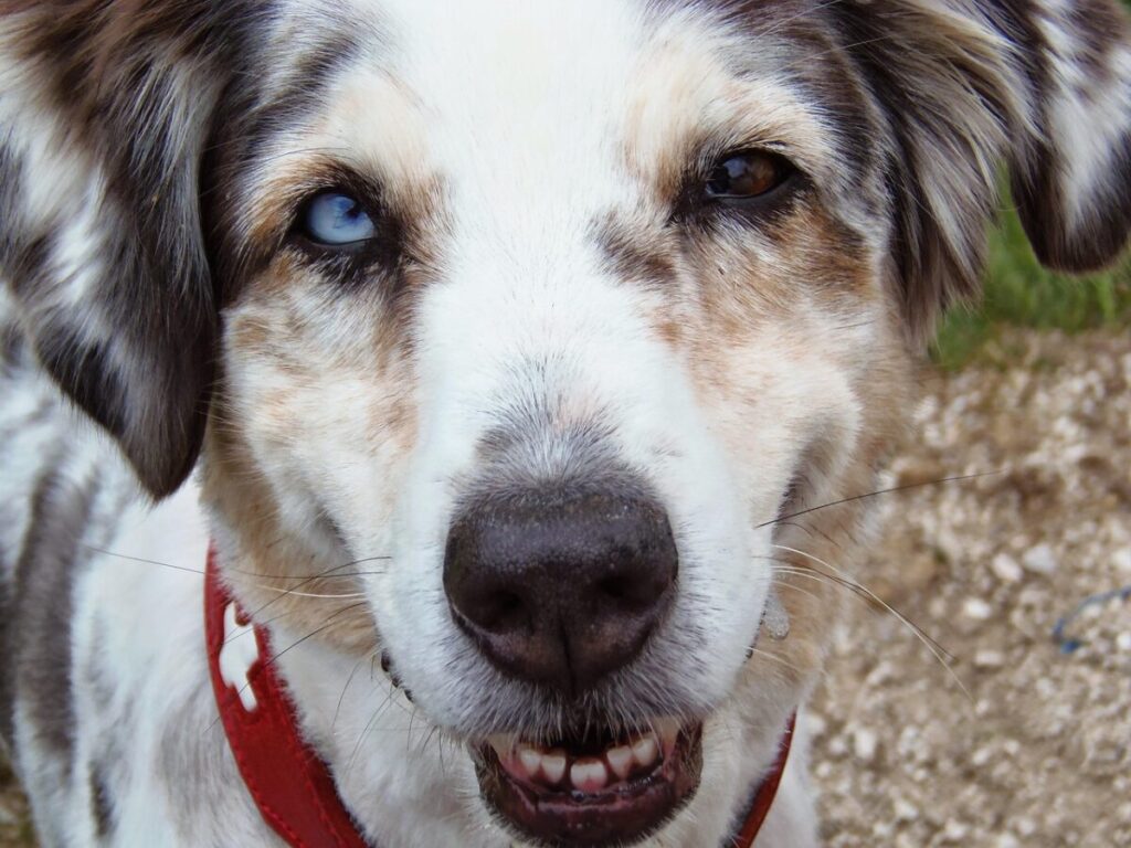 Kuvasz: caratteristiche, carattere, educazione e cure del cane ungherese