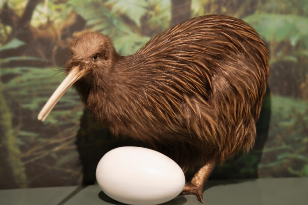 Il kiwi: caratteristiche, habitat e curiosità sull’uccello simbolo della Nuova Zelanda Il kiwi: caratteristiche, habitat e curiosità sull’uccello simbolo della Nuova Zelanda