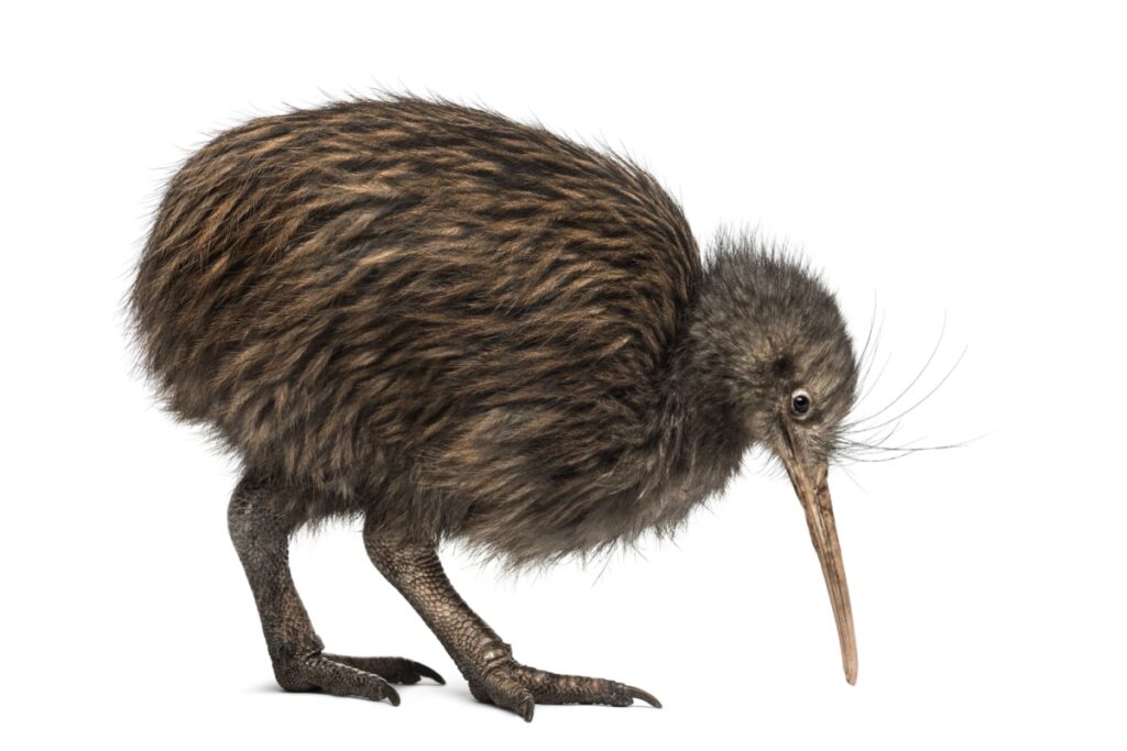 Il kiwi: caratteristiche, habitat e curiosità sull’uccello simbolo della Nuova Zelanda Il kiwi: caratteristiche, habitat e curiosità sull’uccello simbolo della Nuova Zelanda
